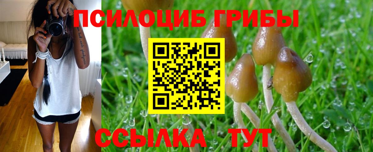 Псилоцибиновые грибы Psilocybe Пушкино